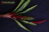 Aechmea victoriana 